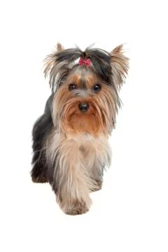 Yorkshire Terrier Stock Photos