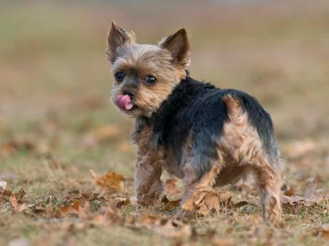 A Yorkshire Terrier Stock Photos