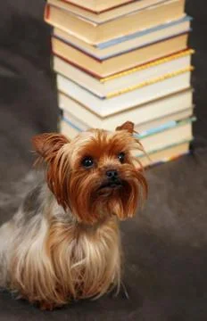 Yorkshire terrier Stock Photos