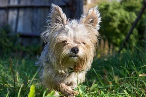 Yorkshire Terrier Stock Photos