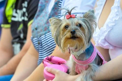 Yorkshire Terrier Stock Photos
