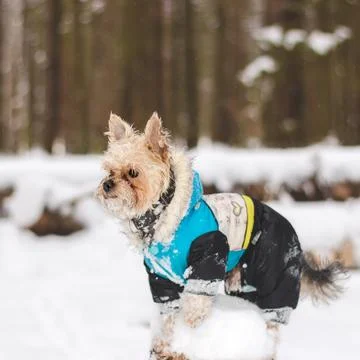 Yorkshire Terrier Stock Photos