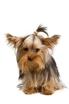 Yorkshire terrier Stock Photos