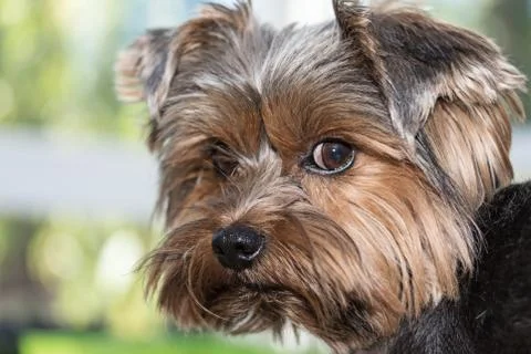 The yorkshire terrier Stock Photos