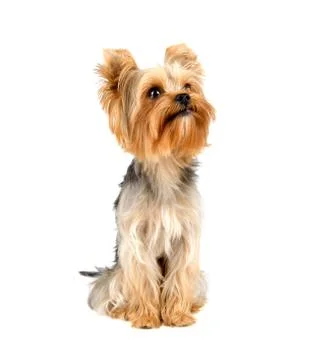Yorkshire terrier 스톡 사진