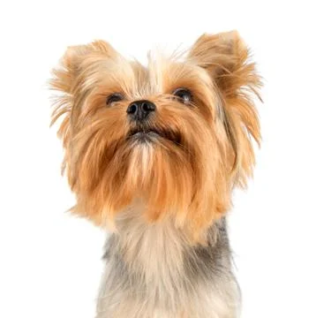 Yorkshire terrier Stock Photos