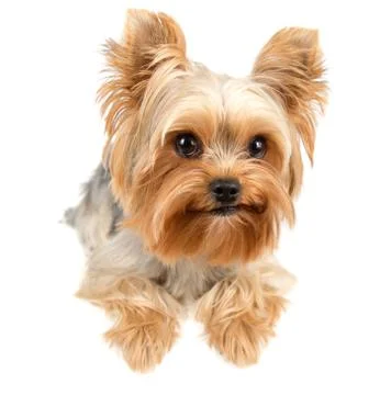 Yorkshire terrier Stock Photos