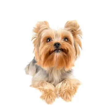 Yorkshire terrier Stock Photos