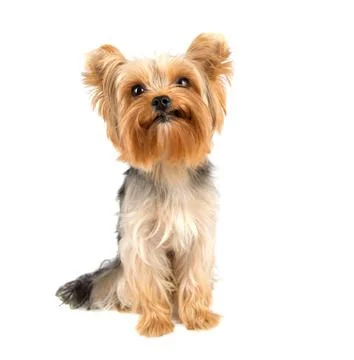 Yorkshire terrier Stock Photos