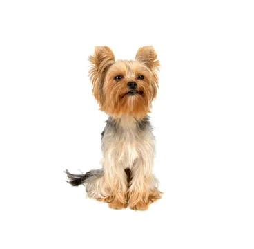 Yorkshire terrier Stock Photos