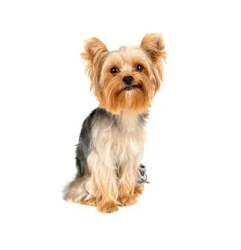 Yorkshire terrier Stock Photos