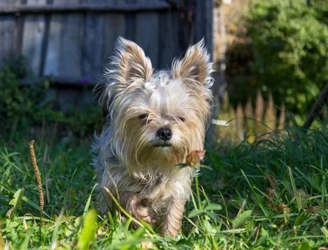 Yorkshire Terrier Stock Photos
