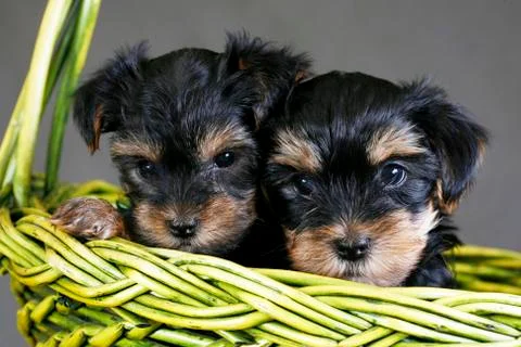 Yorkshire terrier Stock Photos