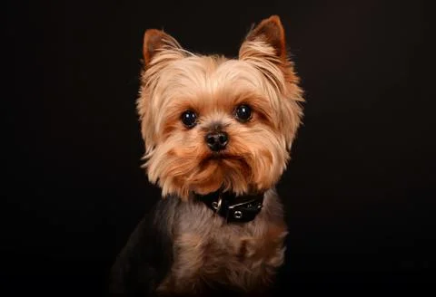 Yorkshire Terrier Stock Photos
