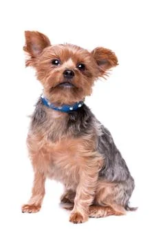 Yorkshire terrier Stock Photos