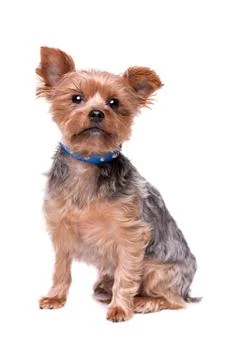 Yorkshire terrier Stock Photos