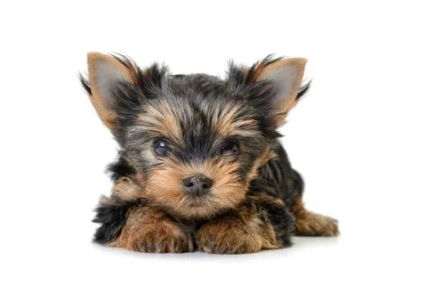 Yorkshire terrier Stock Photos