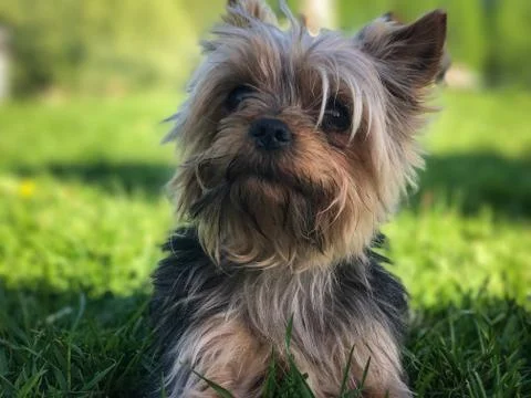 Yorkshire terrier Stock Photos