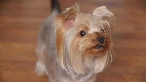 The Yorkshire Terrier Foto stock