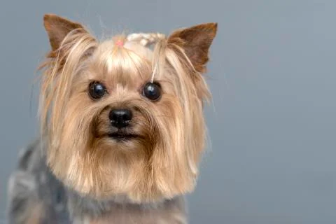 Yorkshire Terrier Stock Photos