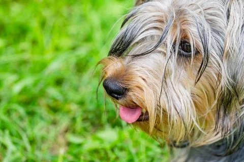 Yorkshire terrier Фото