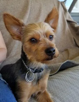Yorkshire Terrier. Foto stock