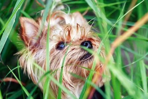 Yorkshire Terrier Stock Photos