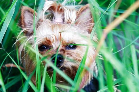 Yorkshire Terrier Stock Photos