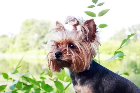 Yorkshire Terrier Stock Photos