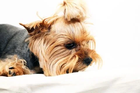 Yorkshire Terrier Stock Photos