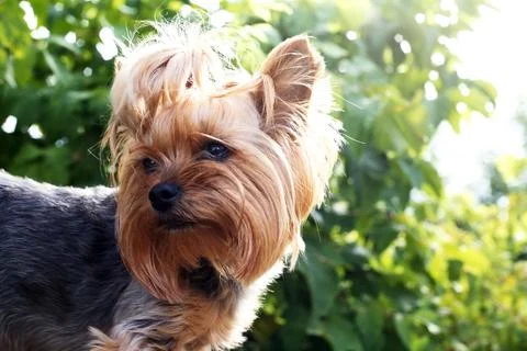 Yorkshire Terrier Stock Photos