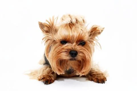Yorkshire Terrier Stock Photos