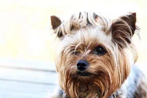 Yorkshire Terrier Stock Photos