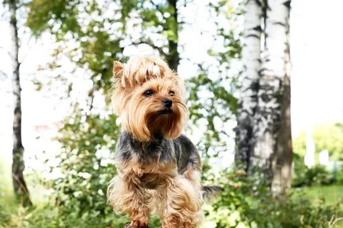 Yorkshire Terrier Stock Photos