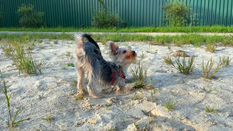 The Yorkshire Terrier plays in the sand. Stock Footage 315299564