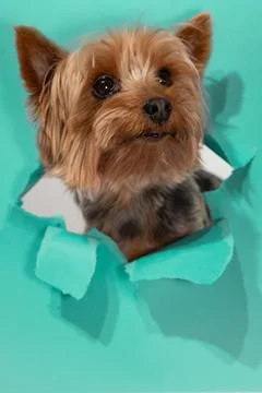 Yorkshire Terrier Pokes Through Torn Paper With an Inquisitive Expression in a Stock Photos