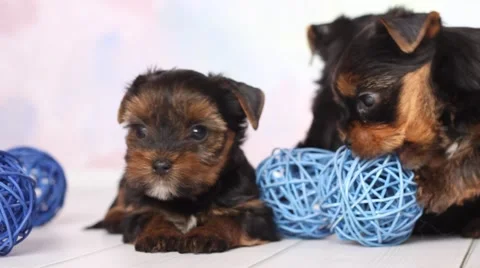 Yorkshire terrier puppy Stock Footage 47774663