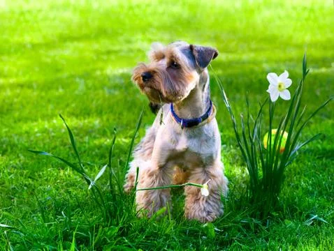 Yorkshire terrier puppy on green grass Stock Photos