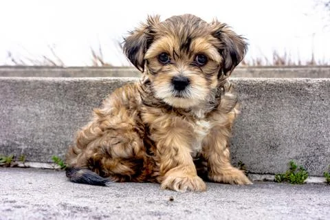 Yorkshire Terrier puppy Stock Photos