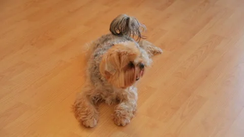 Yorkshire terrier resting on floor Stock-Footage 89321807