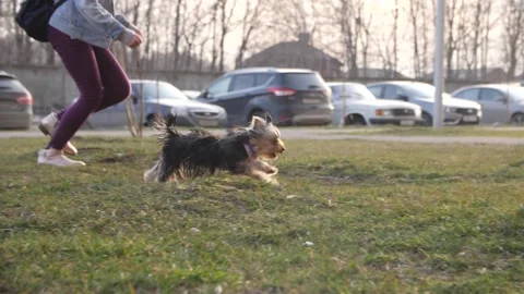 Yorkshire Terrier runs Stock Footage 134283741