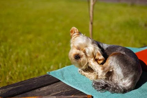Yorkshire Terrier scratching while relaxing on a wooden backyard deck Stock Photos
