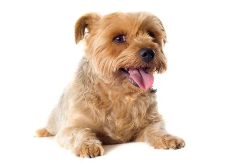 Yorkshire terrier sheared Stock Photos