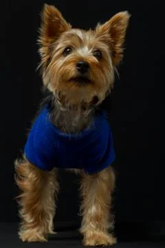 Yorkshire Terrier showcases the latest in canine fashion,setting trends for the Stock Photos