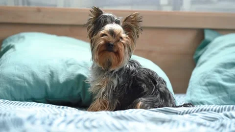 Yorkshire Terrier sitting on the bed Stock Footage 149780110