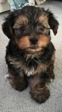 Yorkshire terrier sitting down Stock Photos