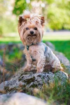 Yorkshire Terrier smiling at camera Stock Photos
