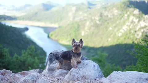 Yorkshire Terrier Standing by a Mountain River in Montenegro Stock Footage 335384579