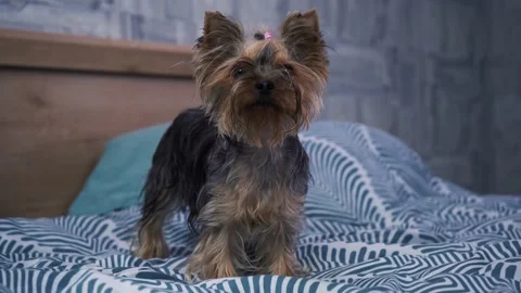 Yorkshire terrier stands on the couch Stock Footage 148022615
