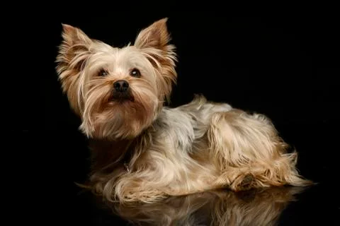 Yorkshire Terrier in a studio, dark background and shiny floor Stock Photos